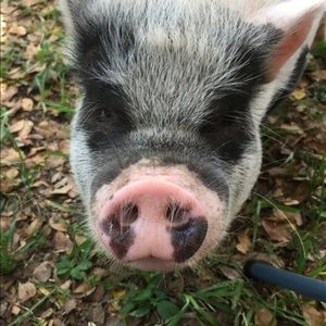 Meet your Posher, Nancy